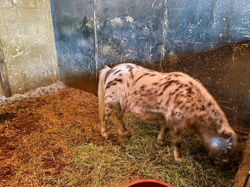 Establo, Hotel Hacienda El Salitre, eventos en Hotel Querétaro